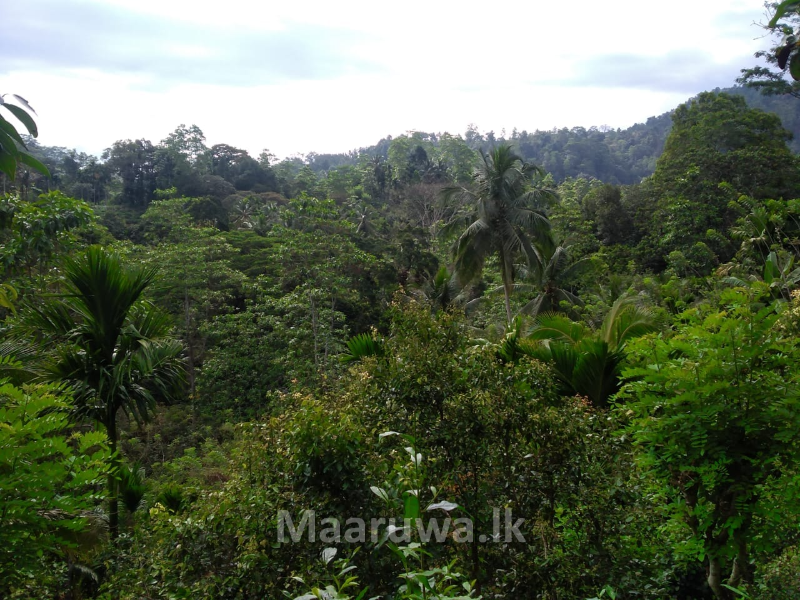 Located in Morawaka, Neluwa Road, Kodikaragoda land for sale Neluwa, Galle Sri Lanka's only