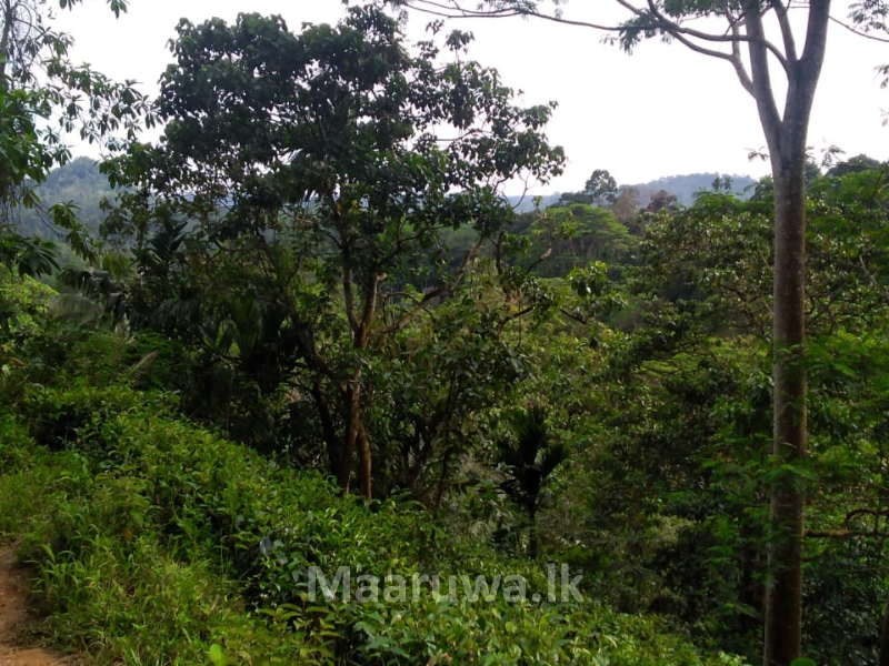 Located in Morawaka, Neluwa Road, Kodikaragoda land for sale Neluwa, Galle Sri Lanka's only