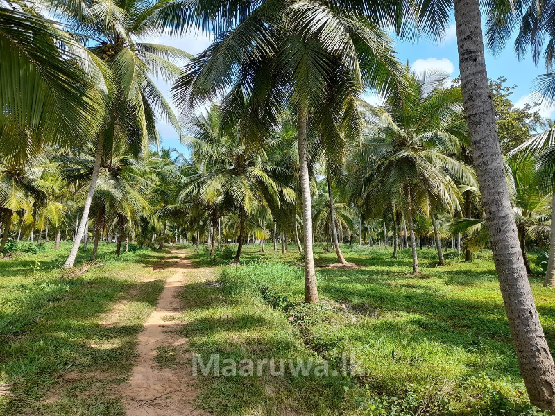 Well Maintained Coconut Land For Sale In Chilaw Chilaw, Puttalam