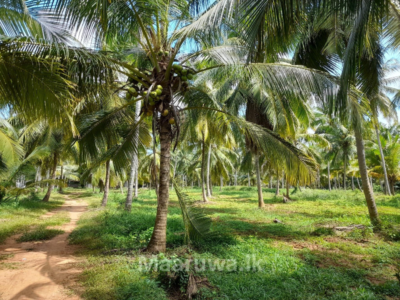 Well Maintained Coconut Land For Sale In Chilaw Chilaw, Puttalam