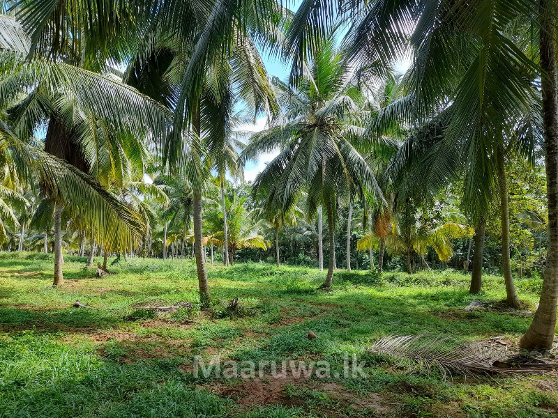 Well Maintained Coconut Land For Sale In Chilaw Chilaw, Puttalam Sri Lanka's only