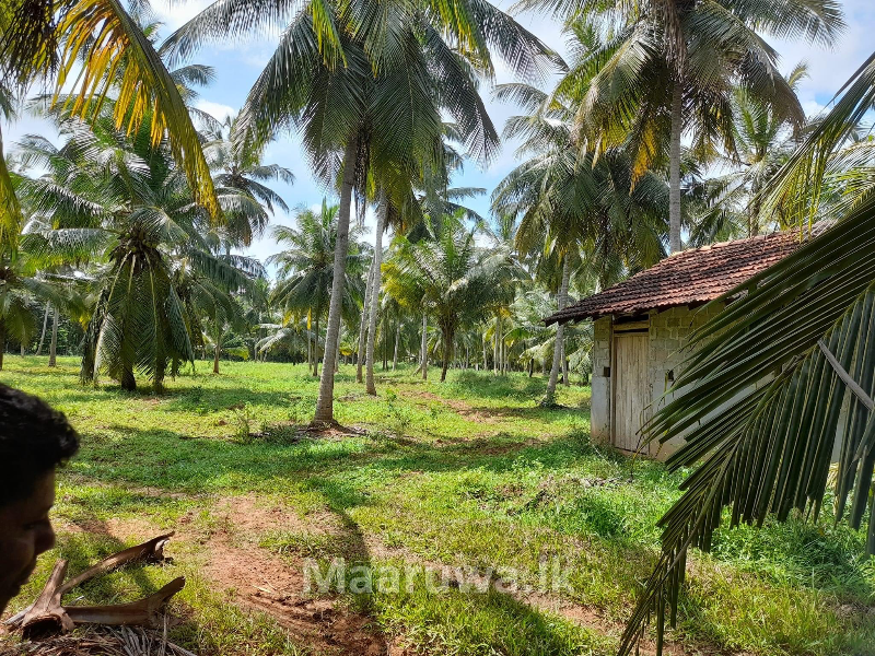 Well Maintained Coconut Land For Sale In Chilaw Chilaw, Puttalam