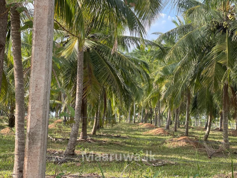 50 acres coconut land for sale Kurunegala, Kurunegala Sri Lanka's