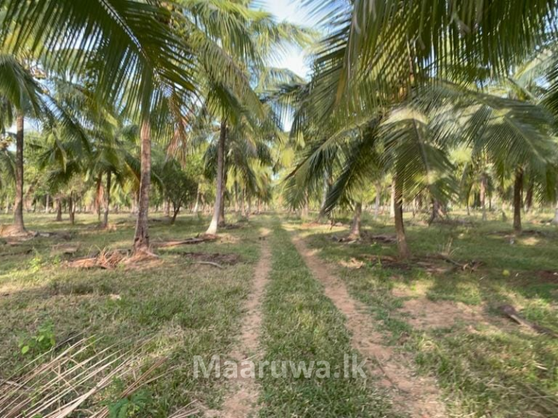 50 acres coconut land for sale Kurunegala, Kurunegala Sri Lanka's
