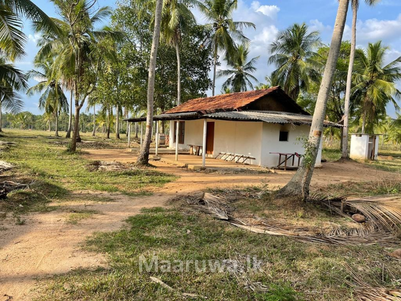 50 acres coconut land for sale Kurunegala, Kurunegala Sri Lanka's