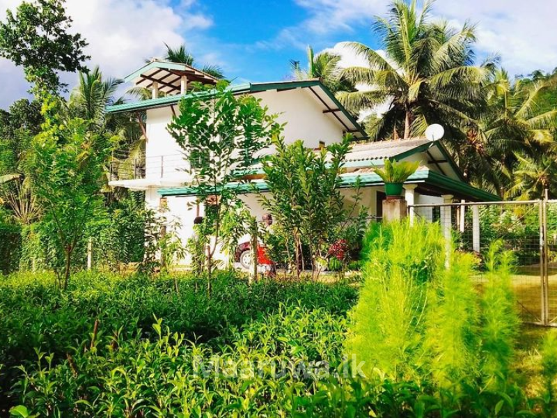 Matara akuressa house for sale with tea Akuressa, Matara Sri Lanka