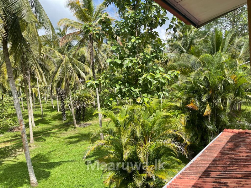 Rich coconut cultivation land Wariyapola, Kurunegala Sri Lanka's