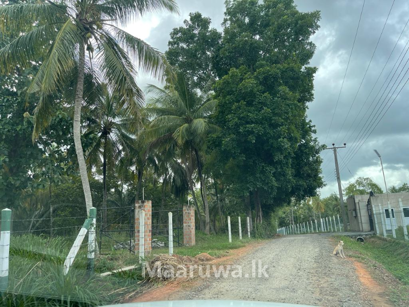 Rich coconut cultivation land Wariyapola, Kurunegala Sri Lanka's