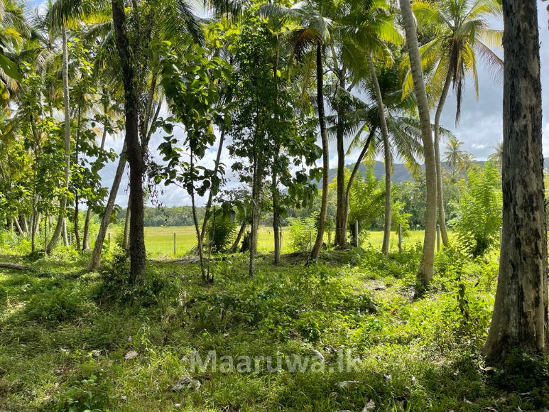 Rich coconut cultivation land Wariyapola, Kurunegala Sri Lanka's